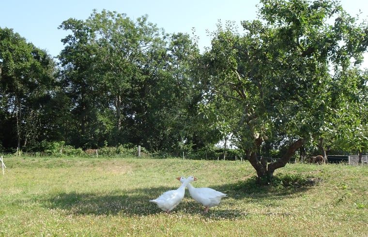 Two geese in the garden of Huisje in Renesse, a vacation home in nature-rich Schouwen-Duiveland.