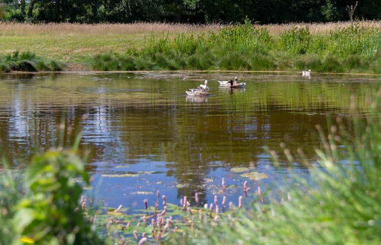 Quiet pond in the garden of Huisje in Renesse, a vacation home in green Schouwen-Duiveland.