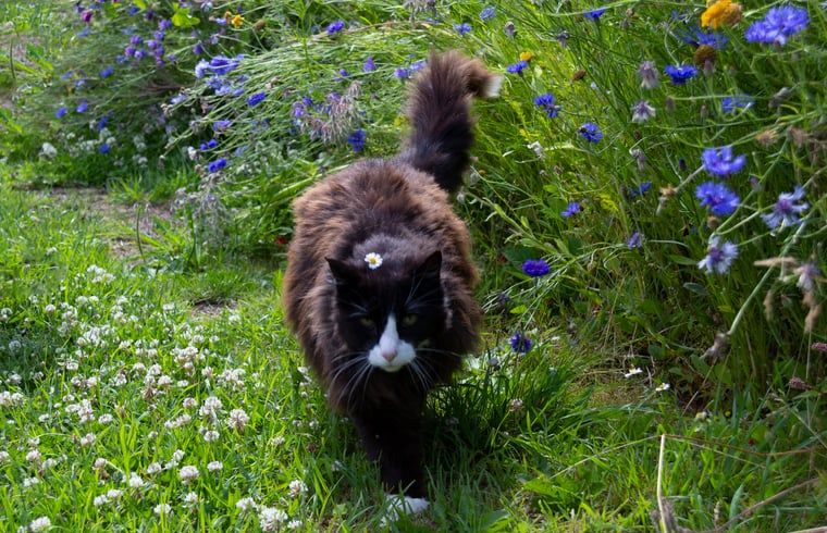 Cat walks through flowers at Huisje in Renesse, vacation home in picturesque Renesse, Zeeland.