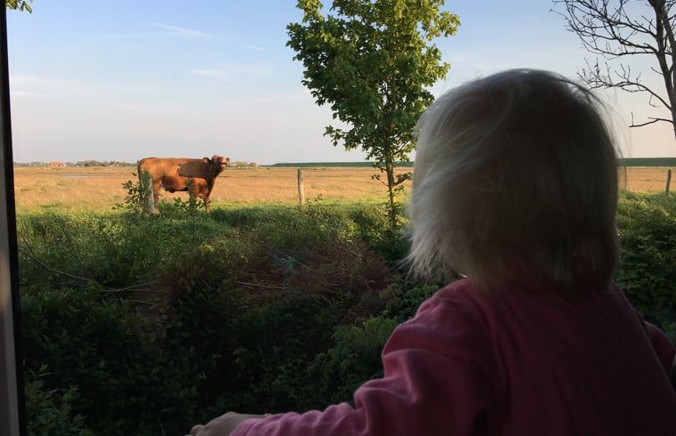 Kind geniet van koeienzicht in Vakantiehuisje in Kerkwerve, Schouwen-Duiveland.