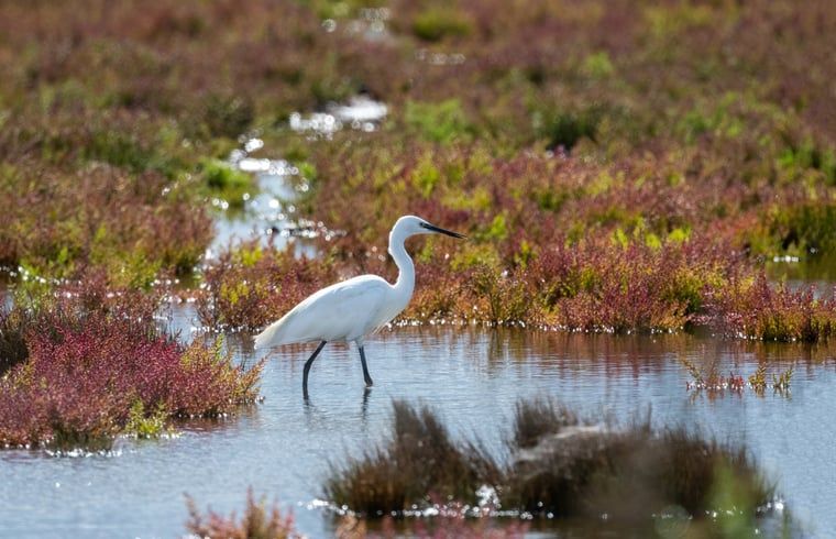 Vogelspotten bij Vakantiehuisje in Kerkwerve, natuurschoon in Zeeland.