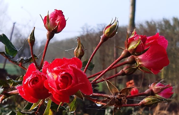 Prachtige rozen in de tuin van Vakantiehuisje in Kerkwerve, Zeeland.