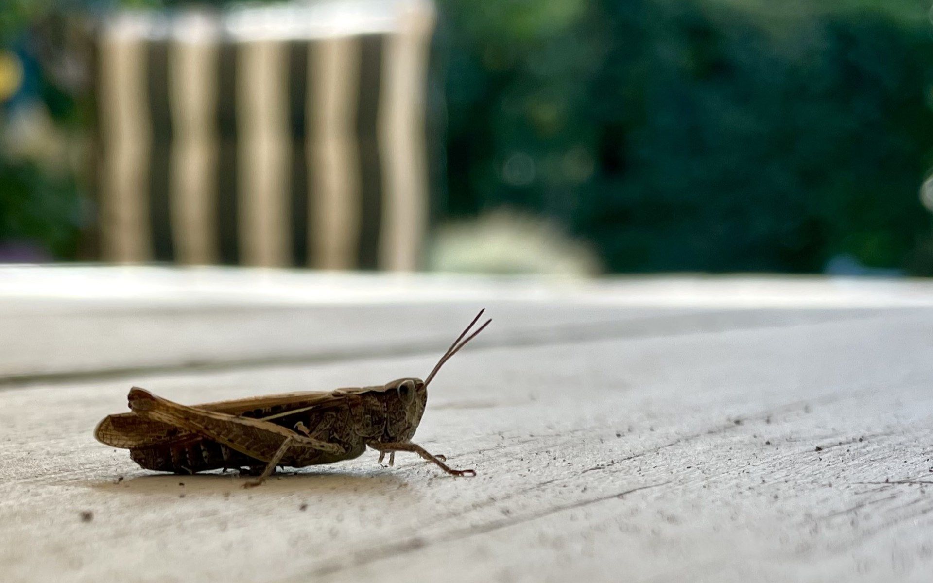 Guest house 600905 - Chalet Schouwen-Duiveland - Vakantiewoning Populierenlaan 13, &quot;Veldzicht&quot;