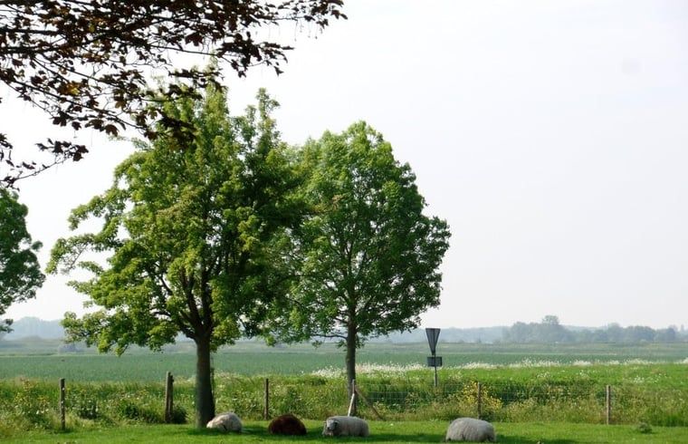 Image 15
