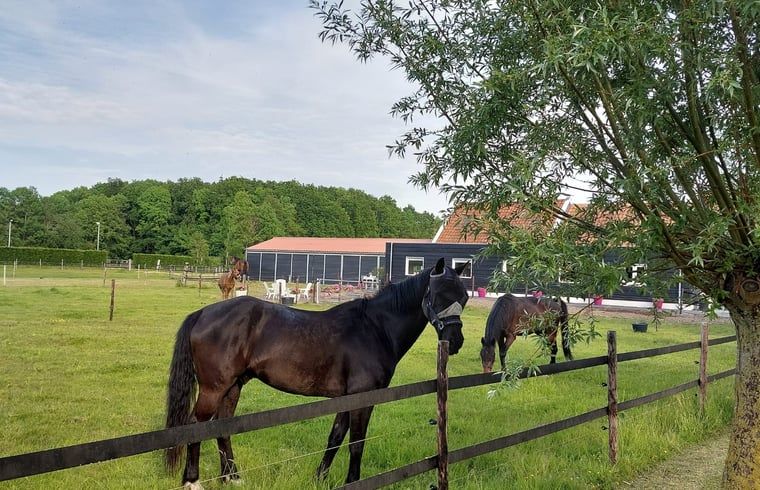 Unterkunft 603106 - Ferienhaus Schouwen-Duiveland - Vakantiehuis in Noordgouwe