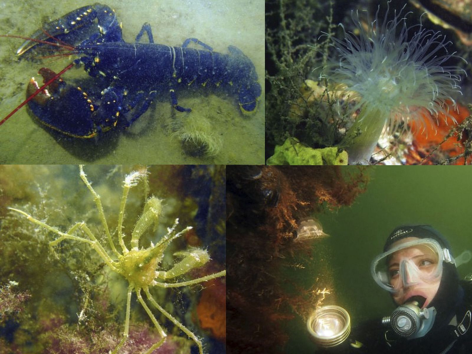 Guest house 610479 - Holiday property Tholen - Vakantiehuis am Meer in Zeeland