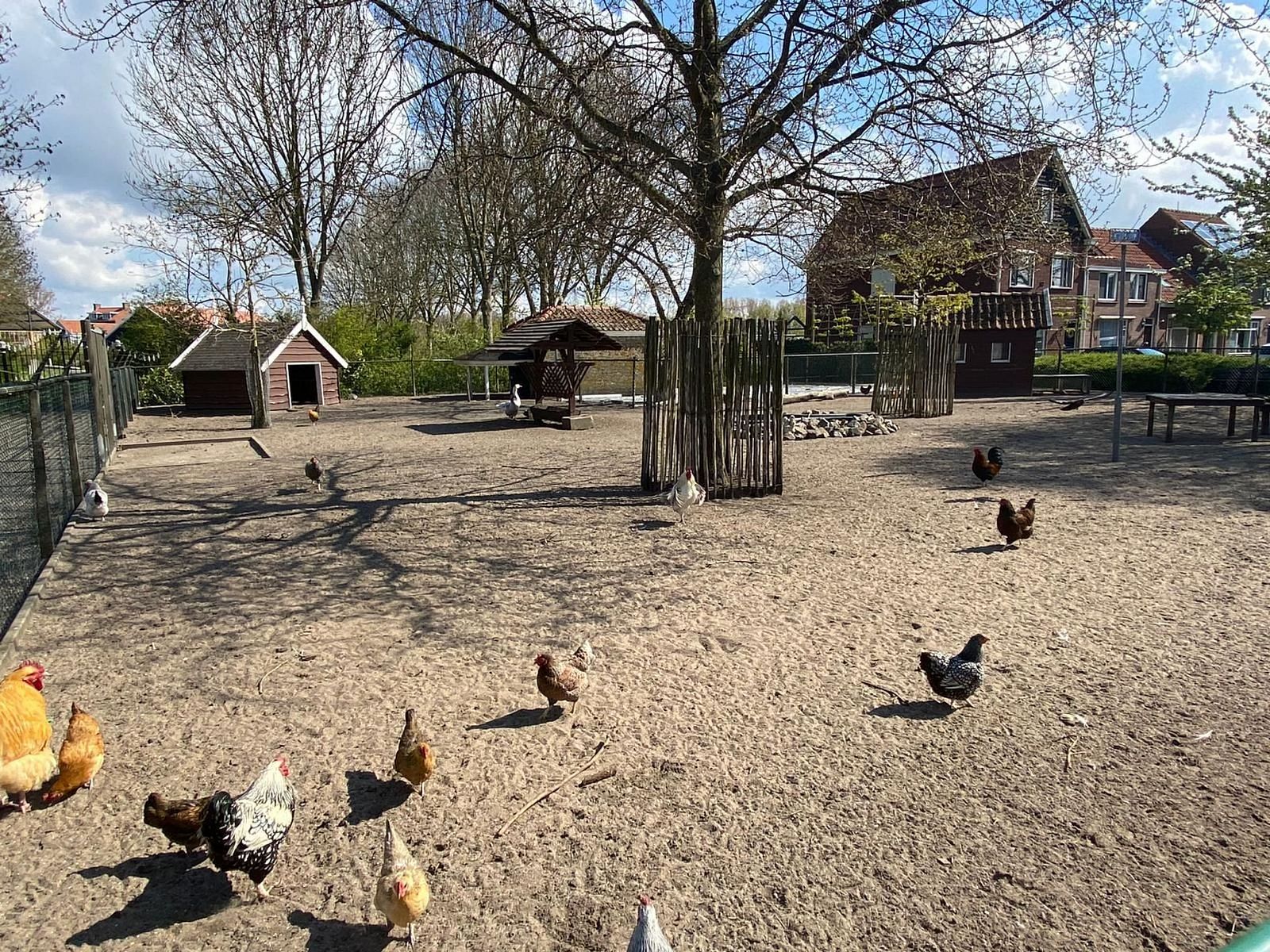 Guest house 610482 - Holiday property Tholen - Vakantiehuis "Buurtweg 61"