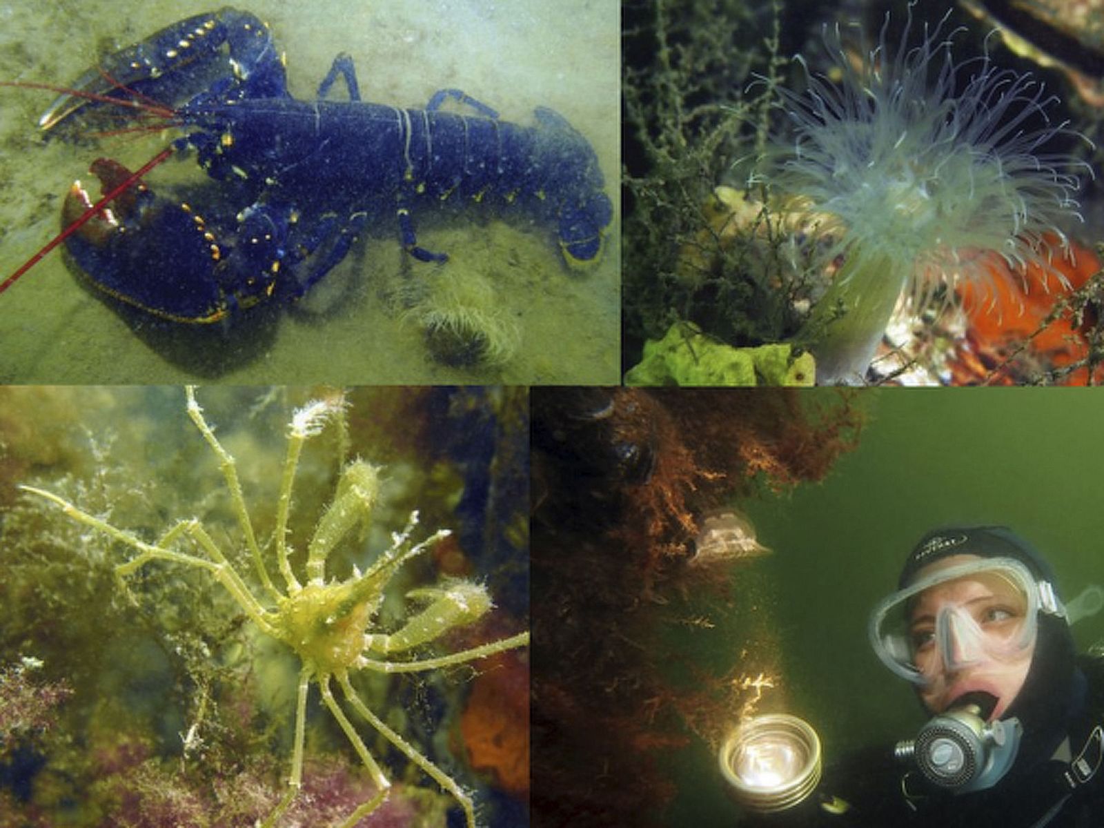 Guest house 610482 - Holiday property Tholen - Vakantiehuis "Buurtweg 61"