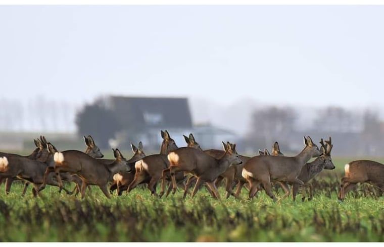 Verblijf 611007 - Vakantiewoning Tholen - Huisje in Scherpenisse