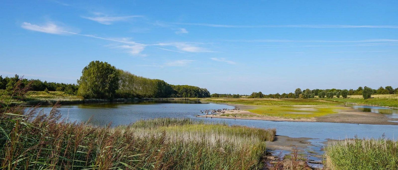 Guest house 611066 - Holiday property Tholen - VZ2411 Luxe vakantiechalet in Scherpenisse