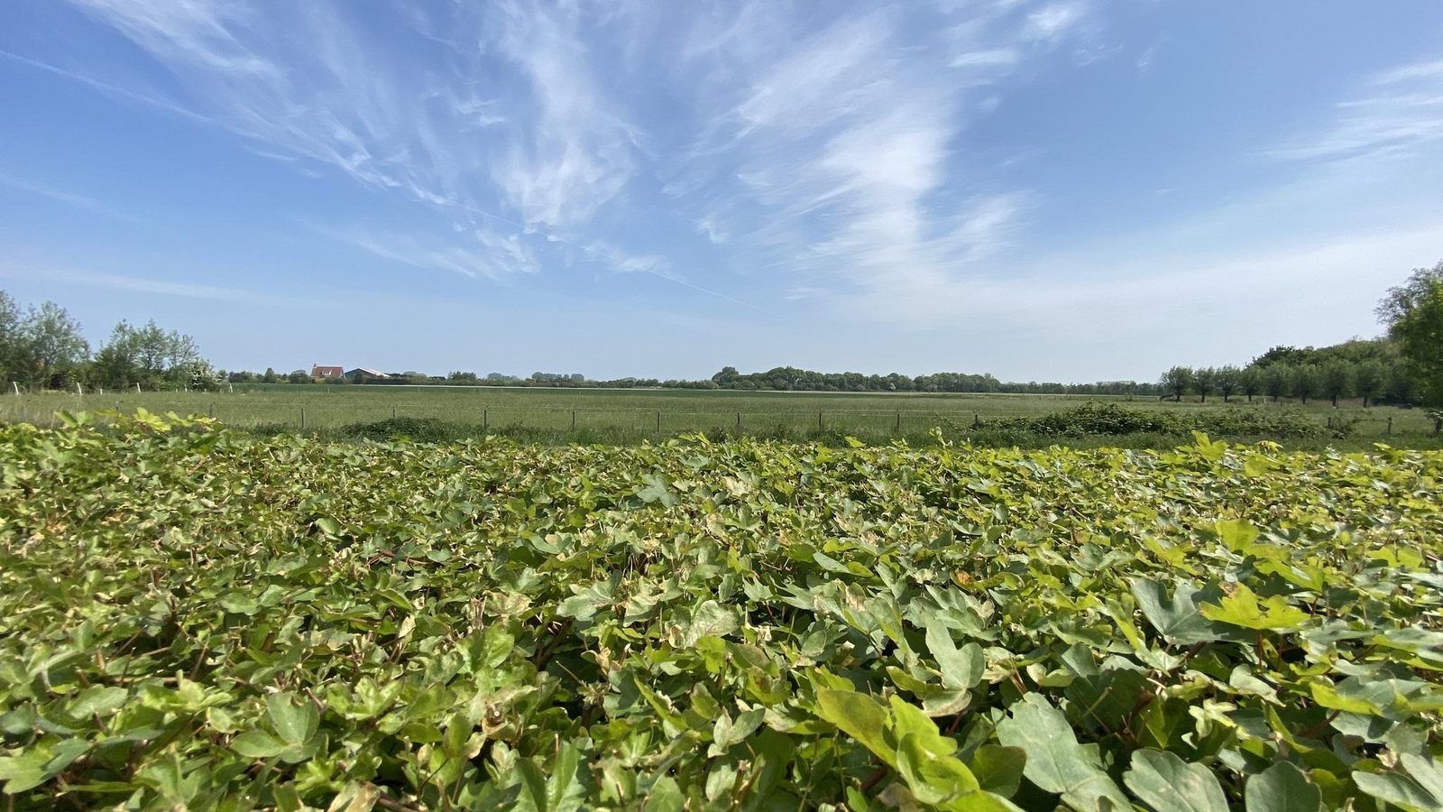 VZ833 Ferienhaus Oostkapelle, atemberaubende Aussicht ueber die Felder vom Ferienhaus Walcheren, Zeeland.
