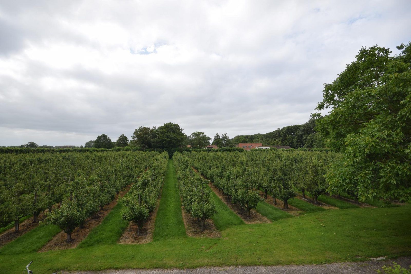 Blick auf den Obstgarten von VZ2329 Ferienhaus Oostkapelle, Ruhe und Natur, Zeeland.