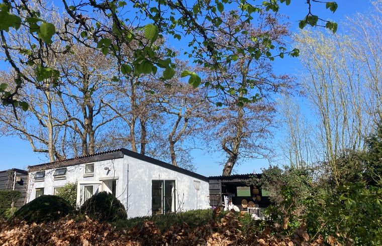 Schapen grazen in de weide rondom Huisje in Oostkapelle, Zeeland.