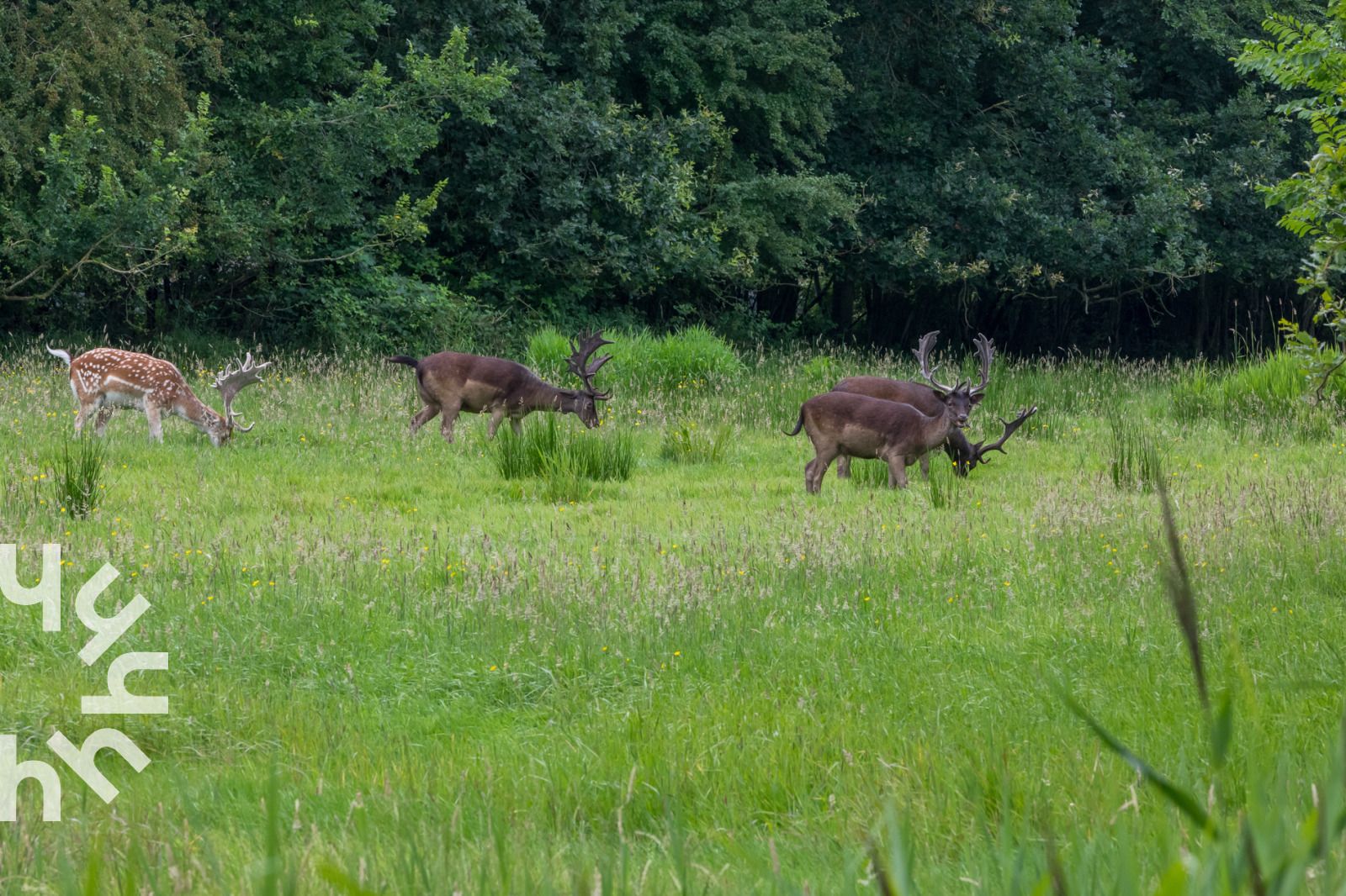 Aerial view of vacation home ZE721 with terrace, Oostkapelle, Walcheren.