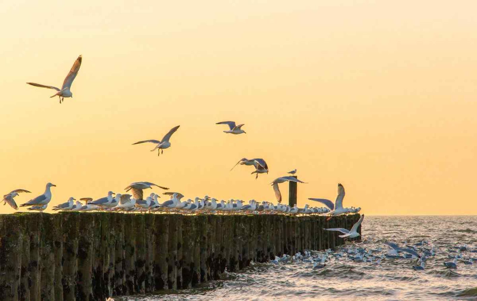 Gezellige eethoek in vakantiehuis ZE322, Oostkapelle, Walcheren, Zeeland voor een comfortabel verblijf.