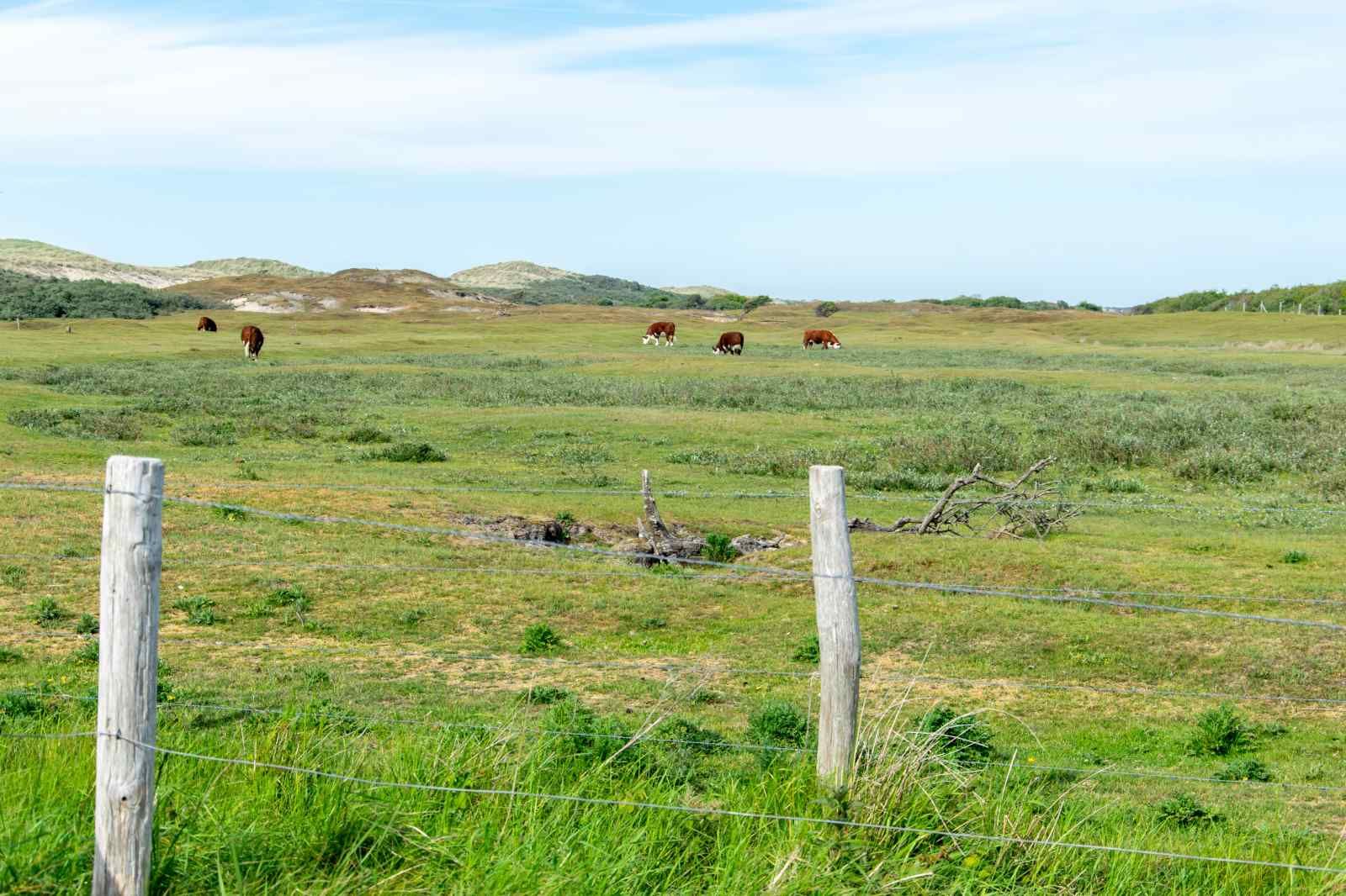 Zweites Schlafzimmer im Ferienhaus ZE1402 in Oostkapelle, Walcheren, Zeeland mit farbenfroher Einrichtung.