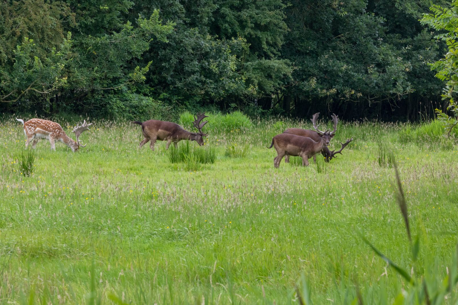 Gezellig terras bij ZE1593 vakantiehuis in Oostkapelle, Walcheren, omringd door groen.