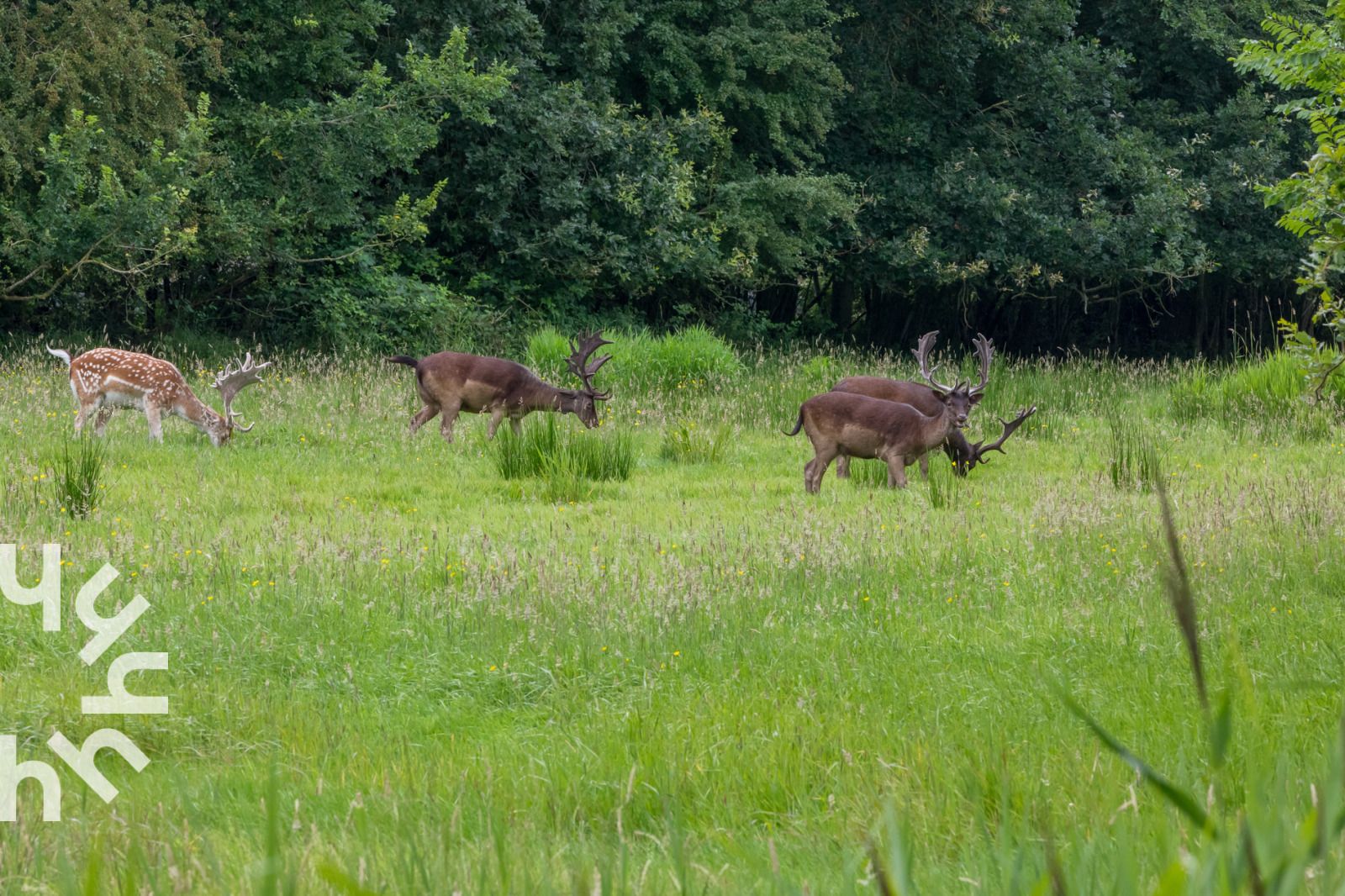 Unterkunft 620284 - Ferienhaus Walcheren - ZE1681
