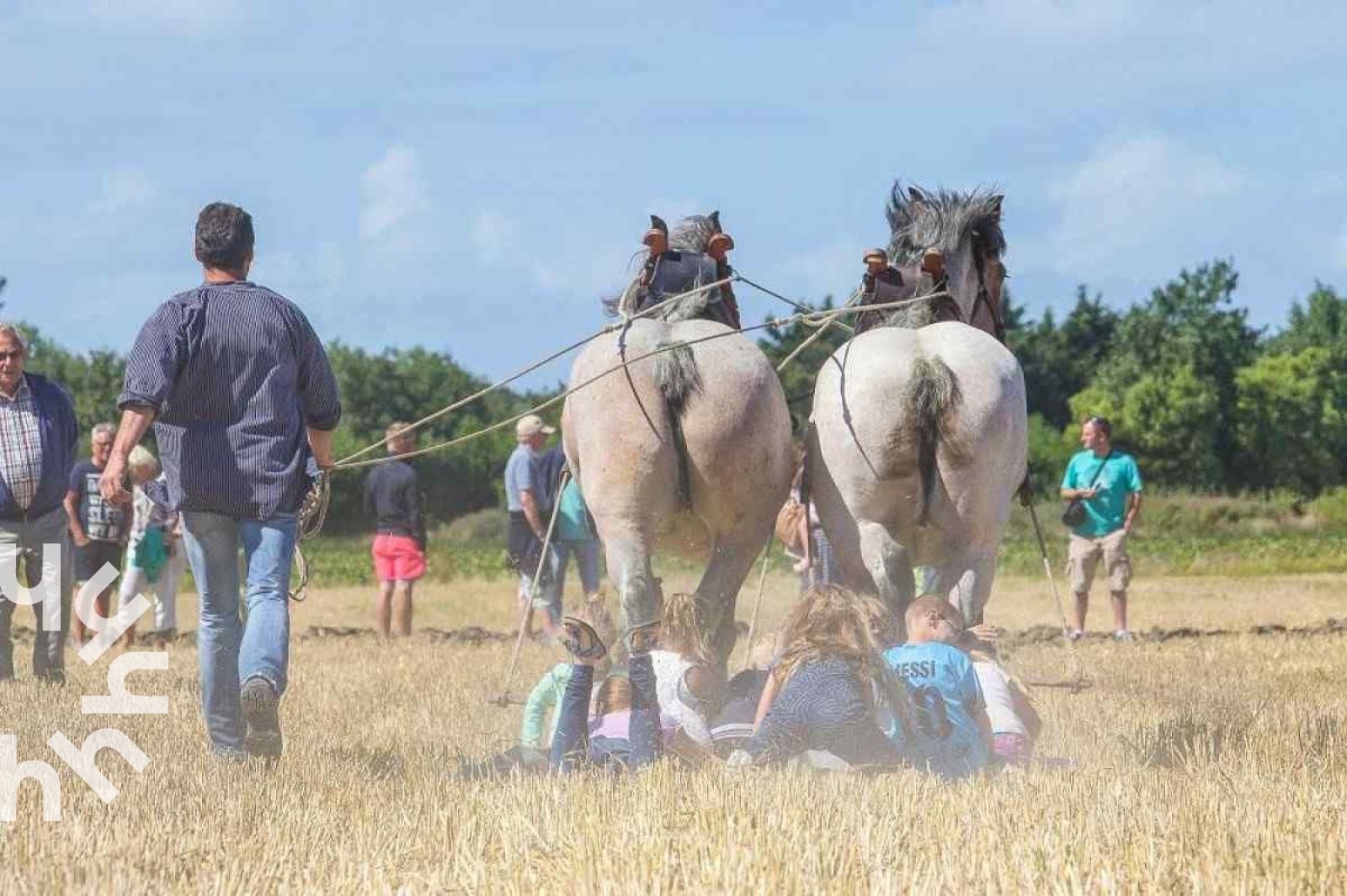 Gemuetliche Umgebung von ZE732 in Westkapelle, Walcheren, Zeeland mit Pferden und Natur.