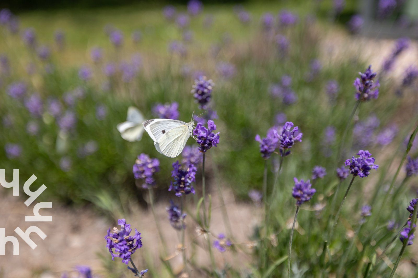 Buitenzijde van vakantiehuis ZE263 in Westkapelle met moderne architectuur.