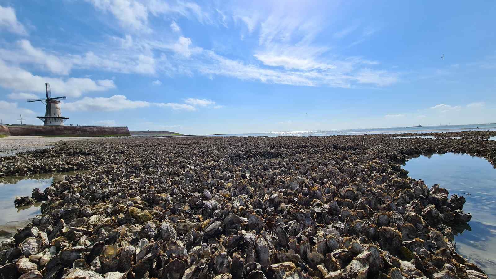 Schlafzimmer mit zwei Einzelbetten im Ferienhaus ZE1260, Vlissingen, Walcheren.
