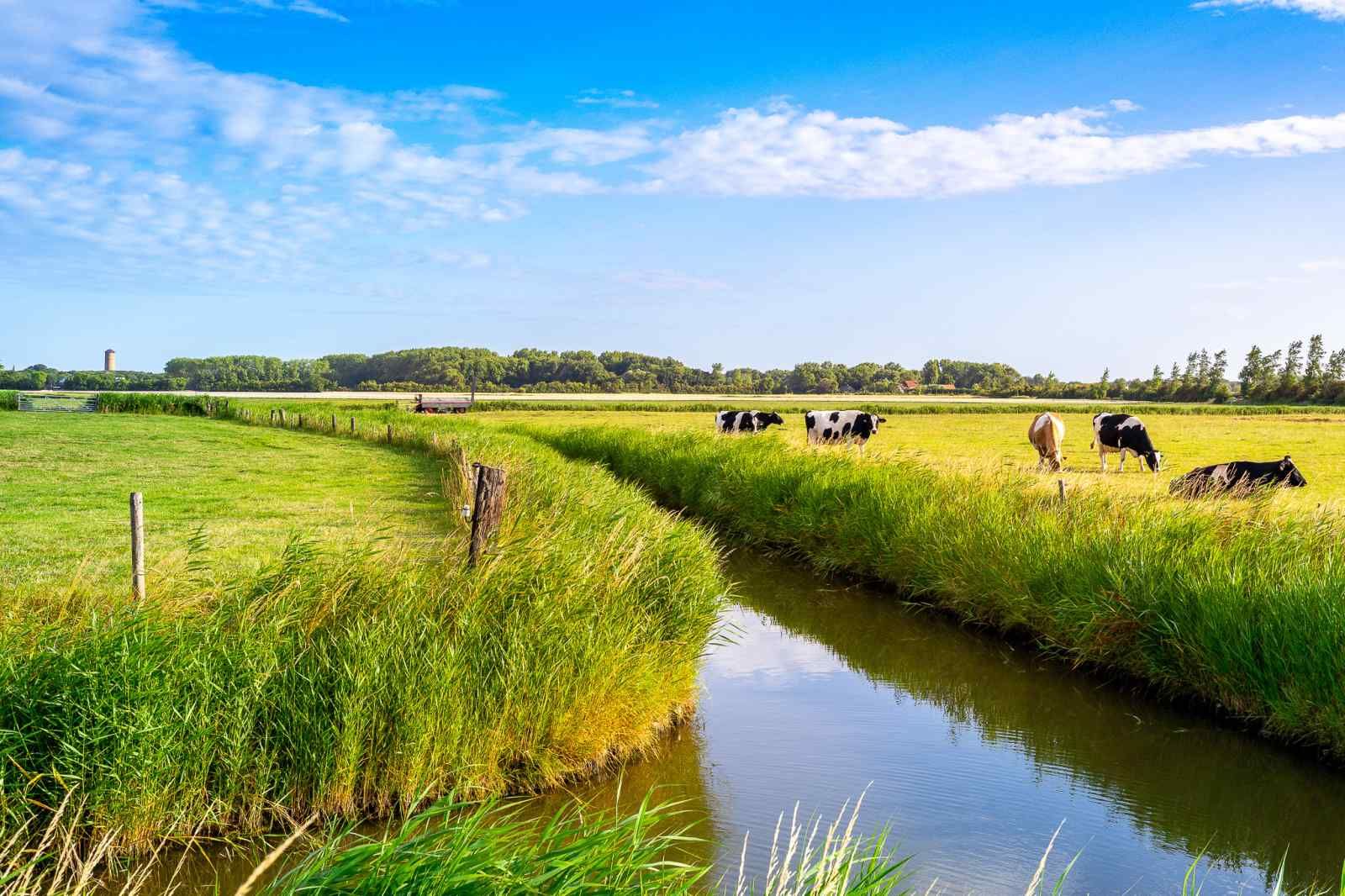 Guest house 620606 - Holiday property Walcheren - ZE415