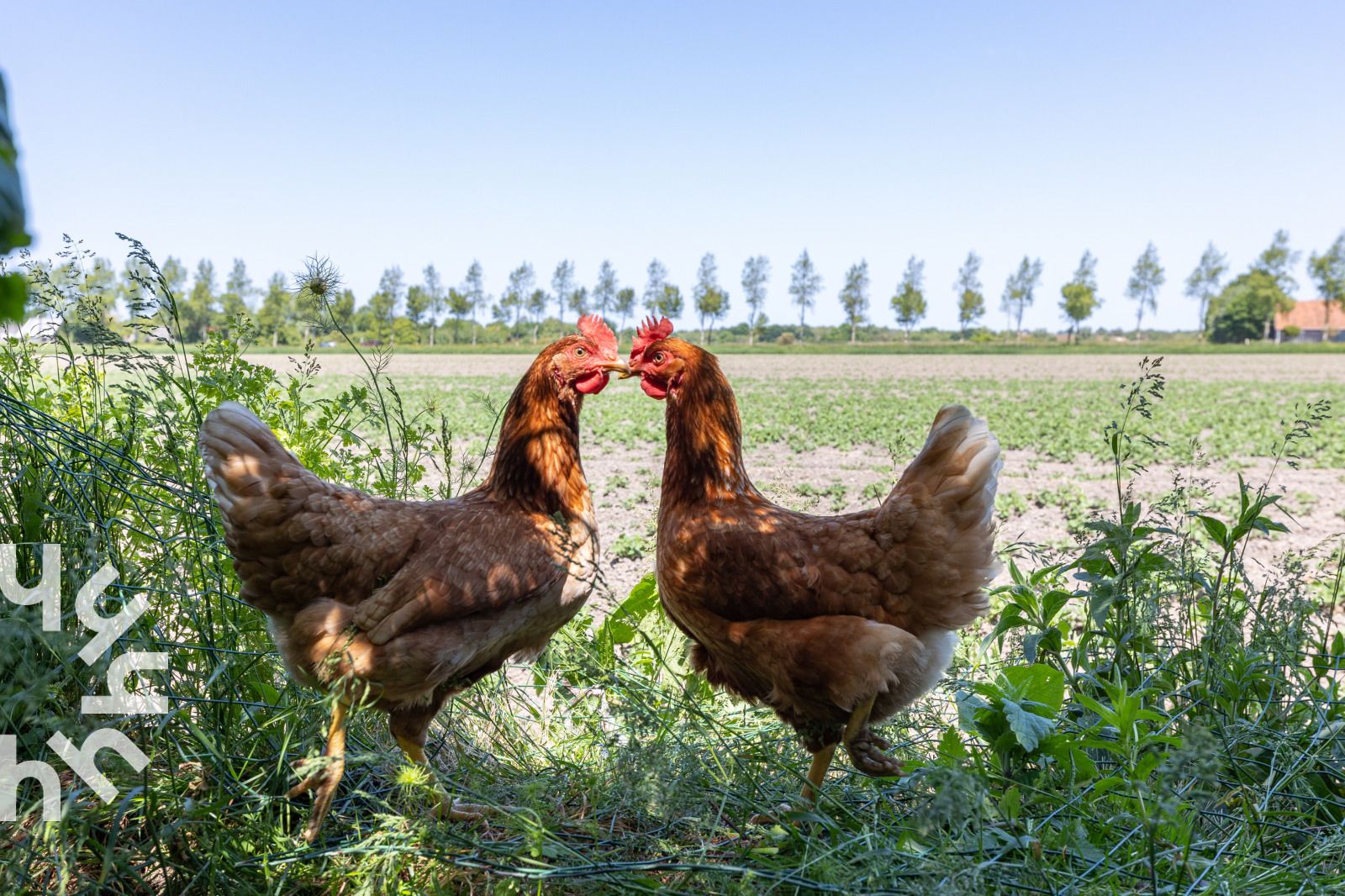 Fussballplatz am Ferienhaus ZE583 in Vrouwenpolder, Walcheren, ideal fuer sportliche Aktivitaeten in Zeeland.