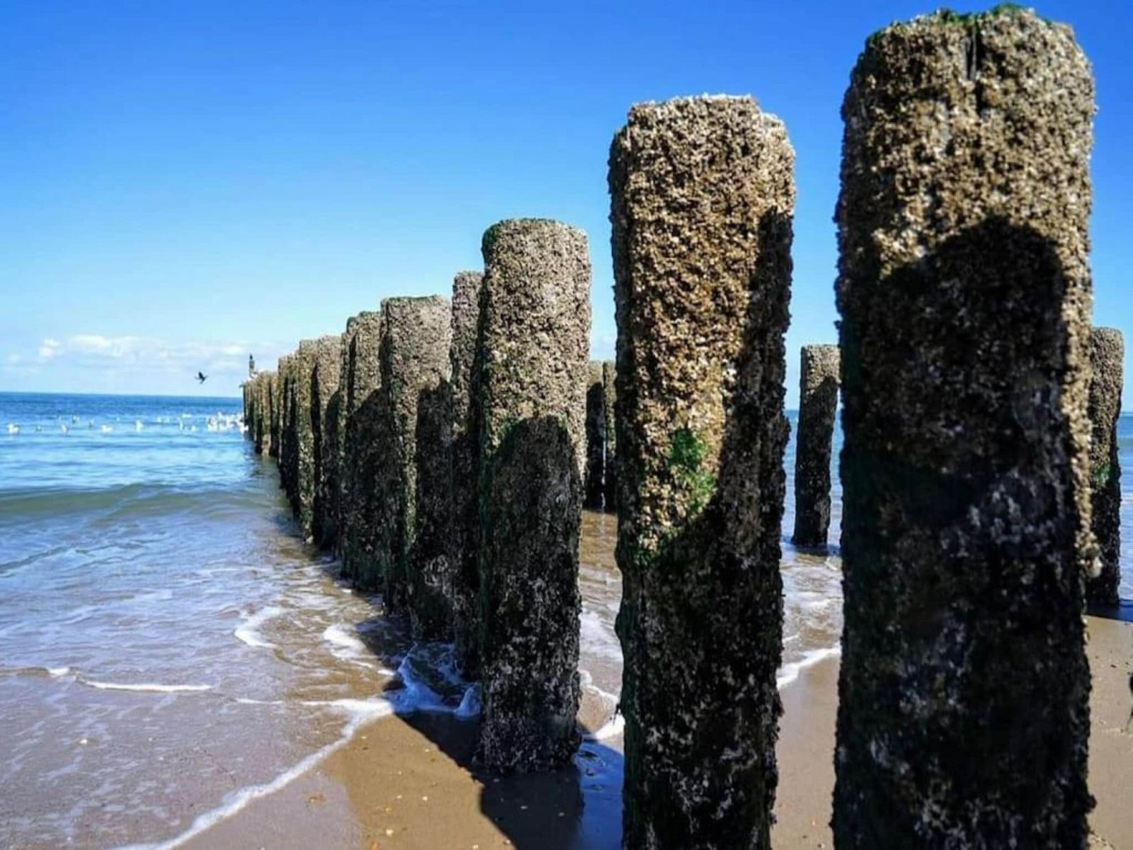 Guest house 6209115 - Holiday property Walcheren - Oranjezon app 4p