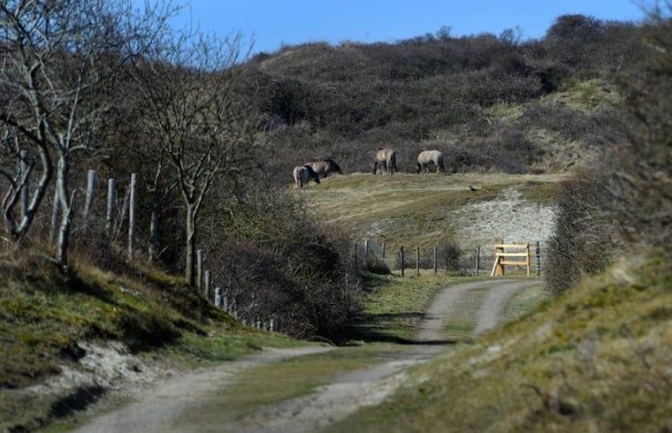 Natural environment near Holiday home in Vrouwenpolder, Walcheren, Zeeland with wild horses.