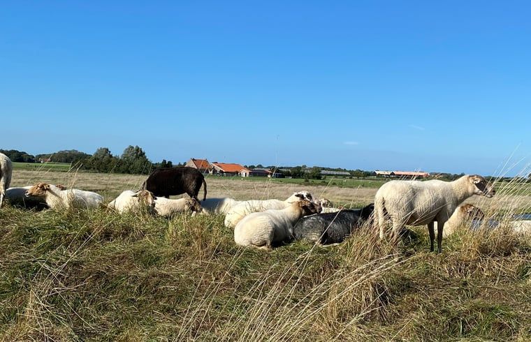 Verblijf 621514 - Vakantiewoning Walcheren - Huisje in Middelburg