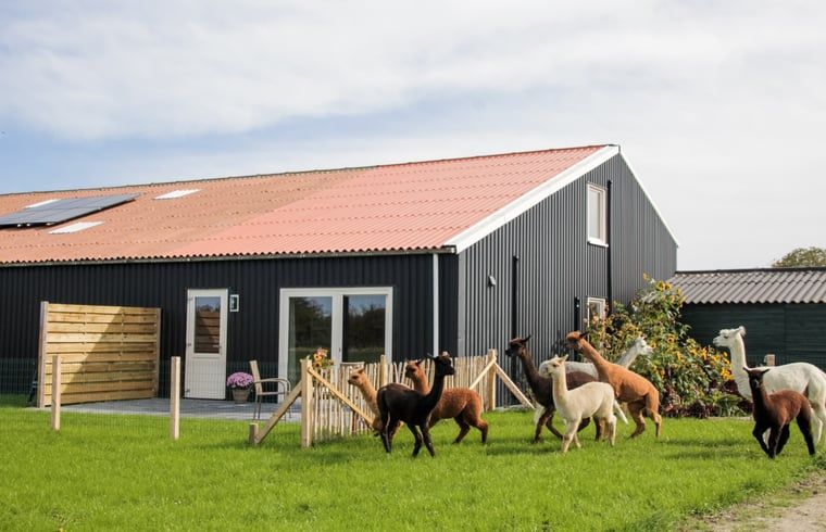 Vakantiehuis in Ritthem met alpaca's op de groene weide, Walcheren, Zeeland.