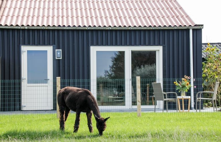 Alpaca grazend voor Vakantiehuis in Ritthem, Walcheren, Zeeland.