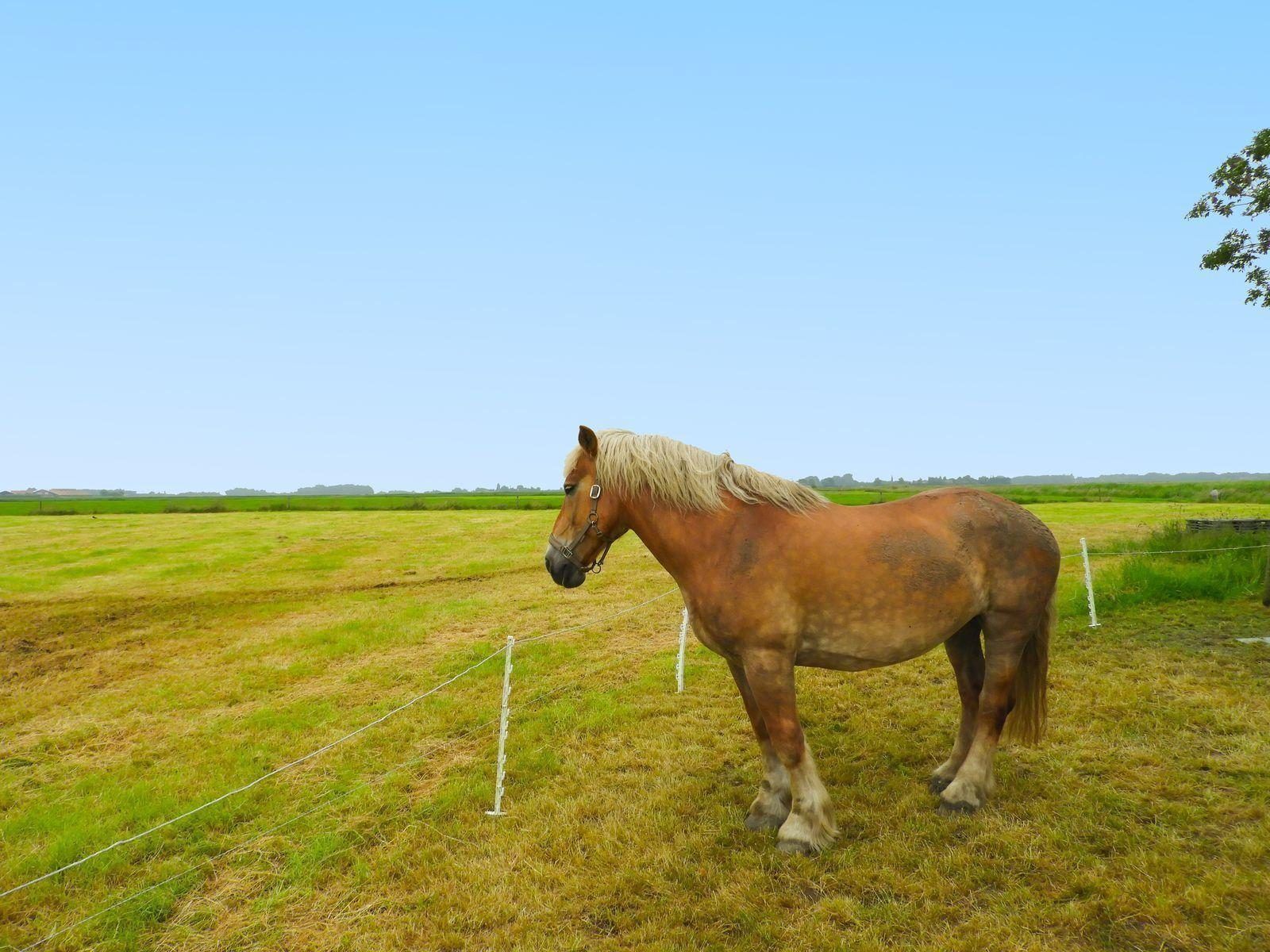 Pferd auf der Wiese bei VZ494 Ferienhaus Grijpskerke, Walcheren, Zeeland.