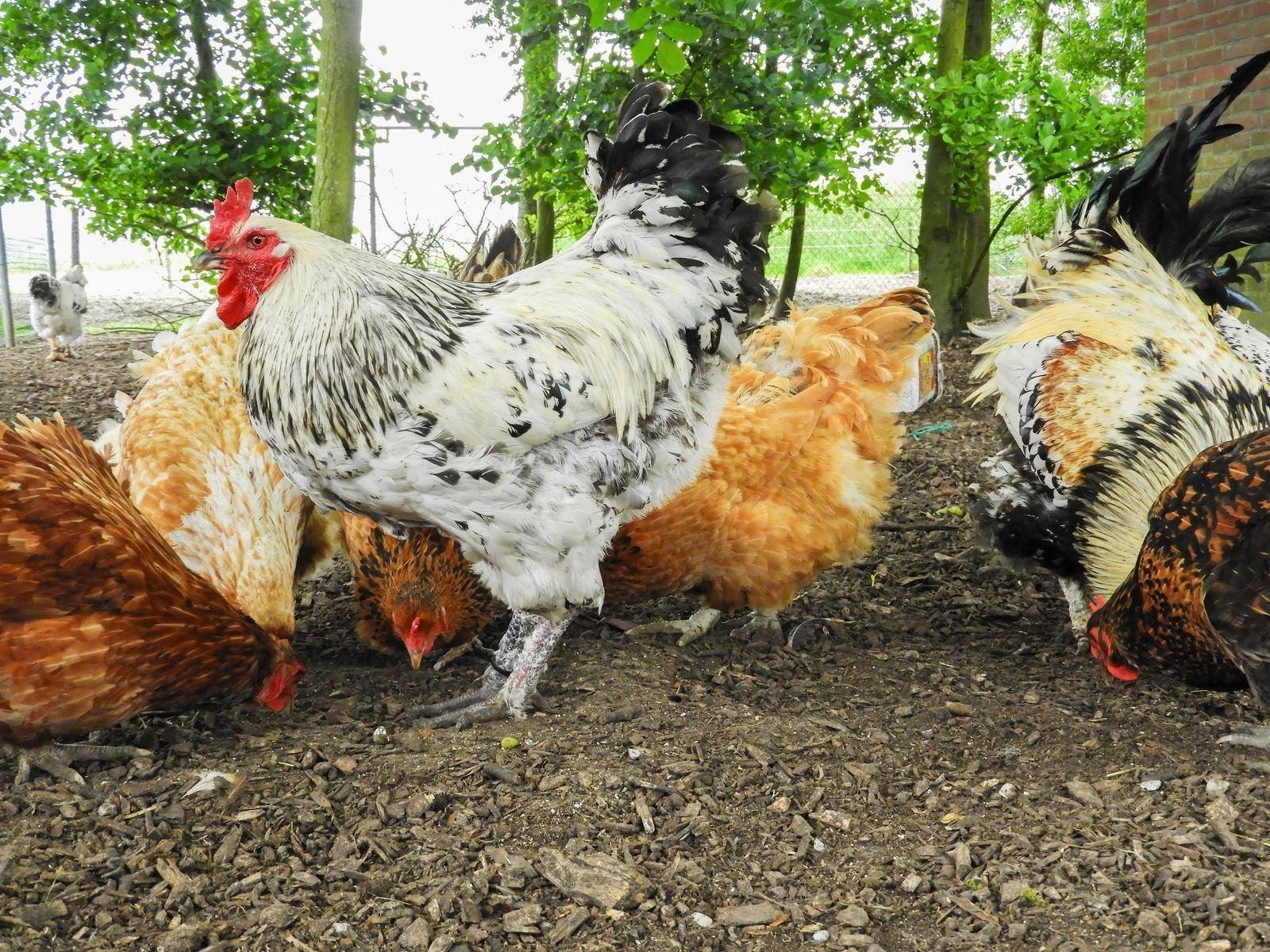 Huehner im Garten von VZ494 Ferienhaus Grijpskerke, Walcheren, Zeeland.