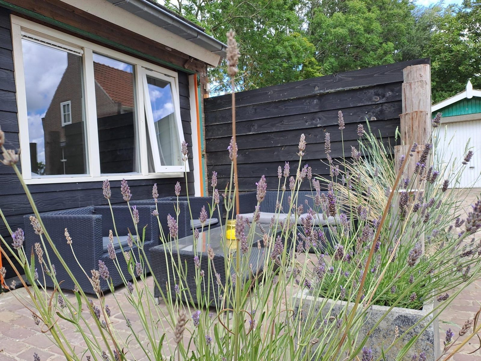 Lavendel und Terrasse in VZ494 Ferienhaus Grijpskerke, Walcheren, Zeeland.