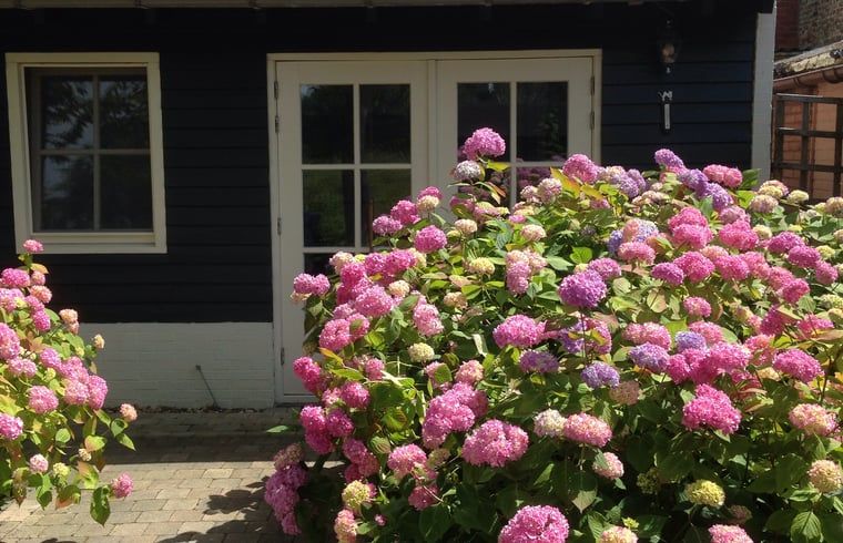 Ferienhaus in Schoondijke mit farbenfrohen Hortensien im Garten, gelegen im malerischen Zeeuws-Vlaanderen, Zeeland.