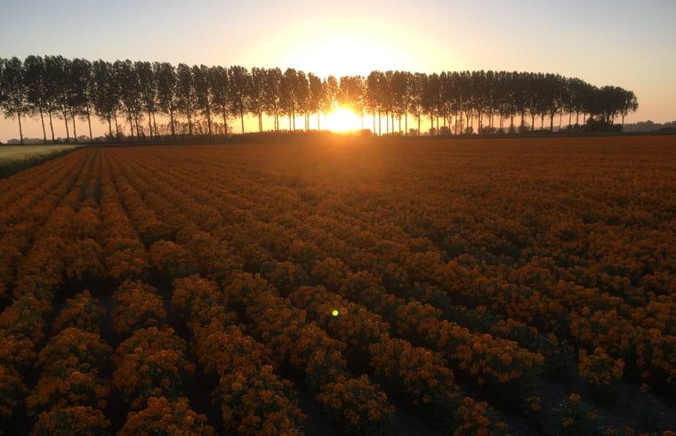 Unterkunft 630709 - Ferienhaus Zeeuws-Vlaanderen - Vakantiehuis in Schoondijke