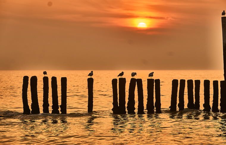 Guest house 631305 - Holiday property Zeeuws-Vlaanderen - Vakantiehuis in Sluis