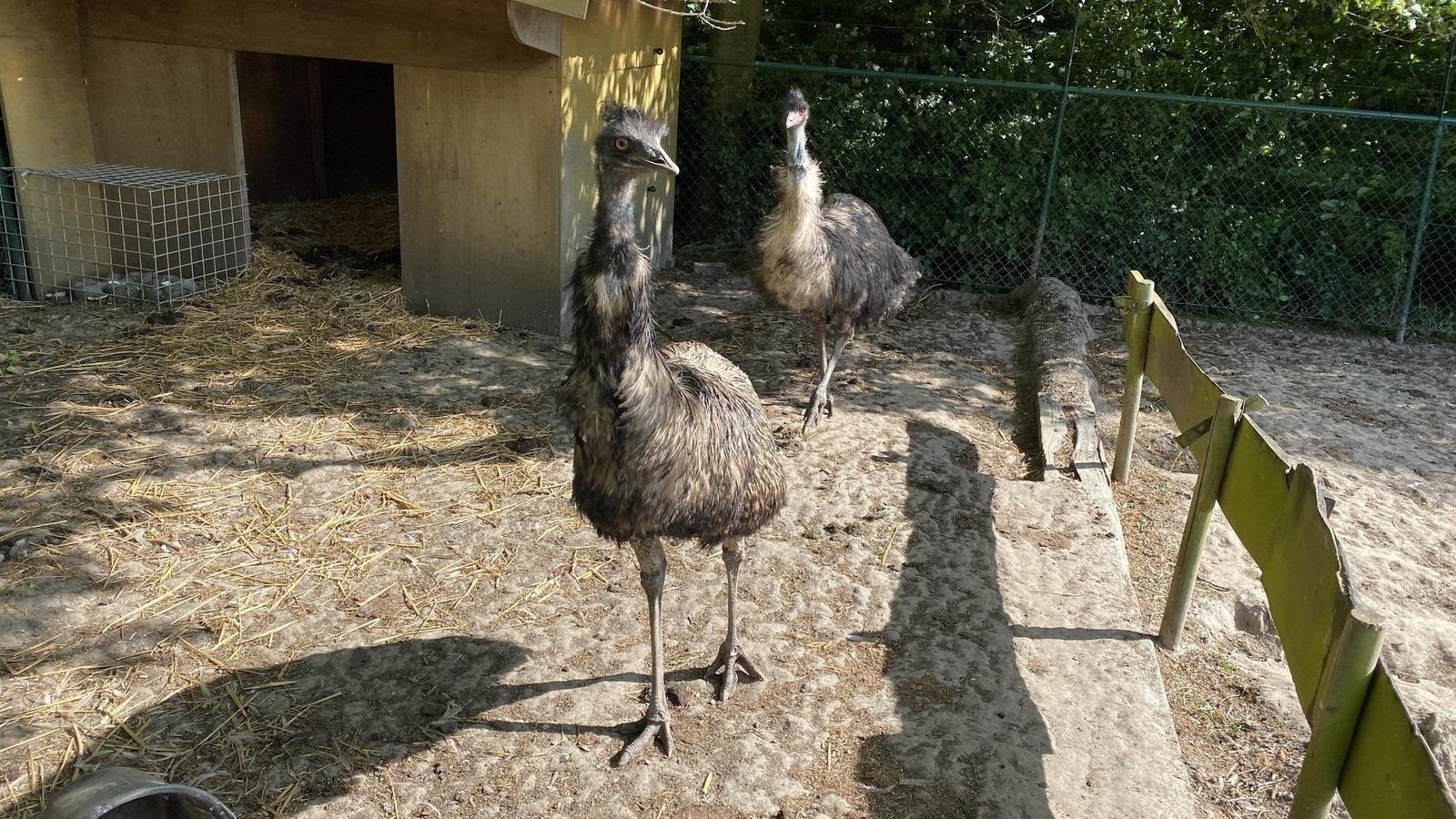 Guest house 632209 - Holiday property Zeeuws-Vlaanderen - VZ852 Vakantiechalet in Ossenisse