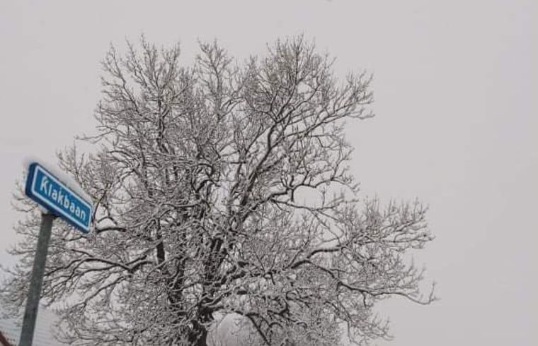 Besneeuwde boom bij Vakantiehuisje in IJzendijke, Zeeuws-Vlaanderen, Zeeland.