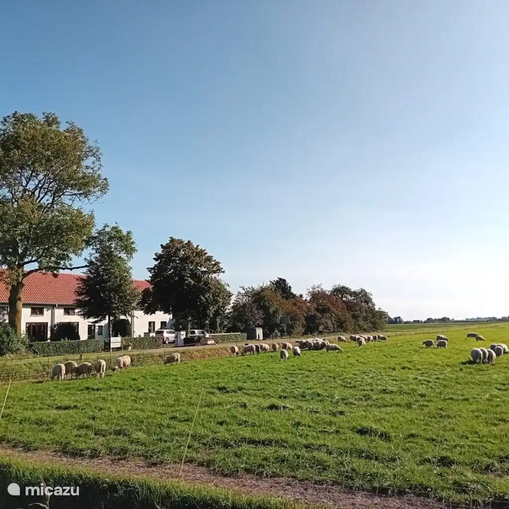 Guest house 633121 - Holiday property Zeeuws-Vlaanderen - Vakantiewoning 'De Oude School'