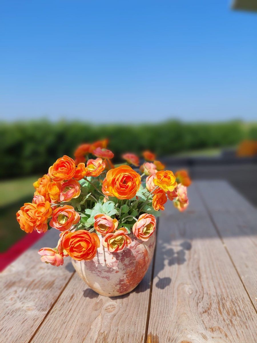 Blumen auf der Terrasse des Ferienhauses Waterresort Oosterschelde Haus Nr. 51 in Wemeldinge, mit sonniger Aussicht auf die Umgebung.
