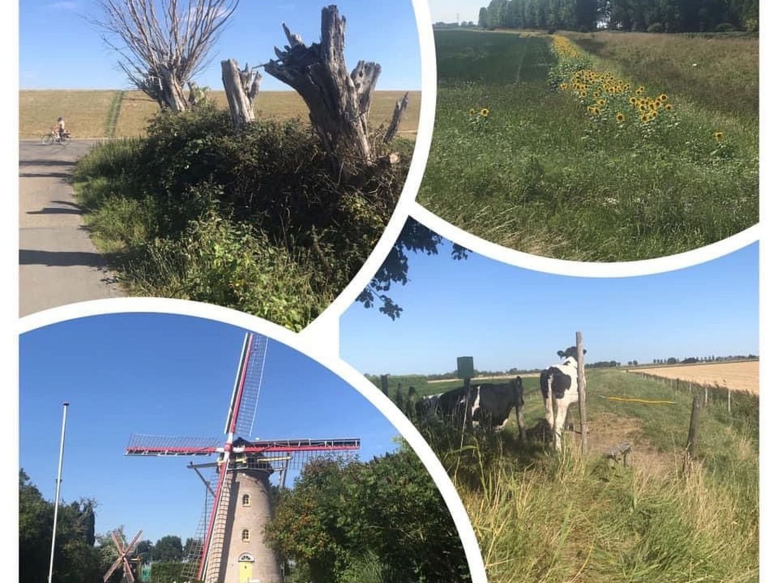 Guest house 640823 - Holiday property Zuid-Beveland - Vakantiehuis Sunshine