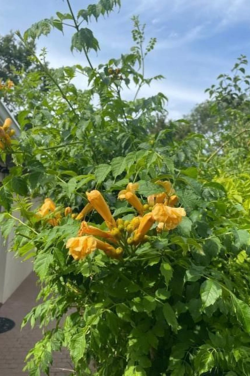 Guest house 640823 - Holiday property Zuid-Beveland - Vakantiehuis Sunshine