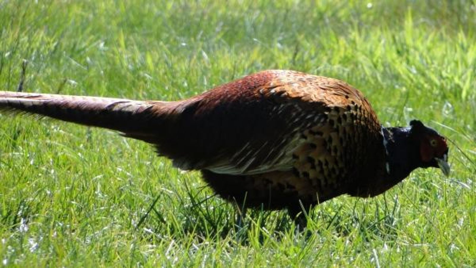 Helles Wohnzimmer des Ferienhauses ZE524 in Kattendijke, Zuid-Beveland mit bequemen Sitzgelegenheiten.