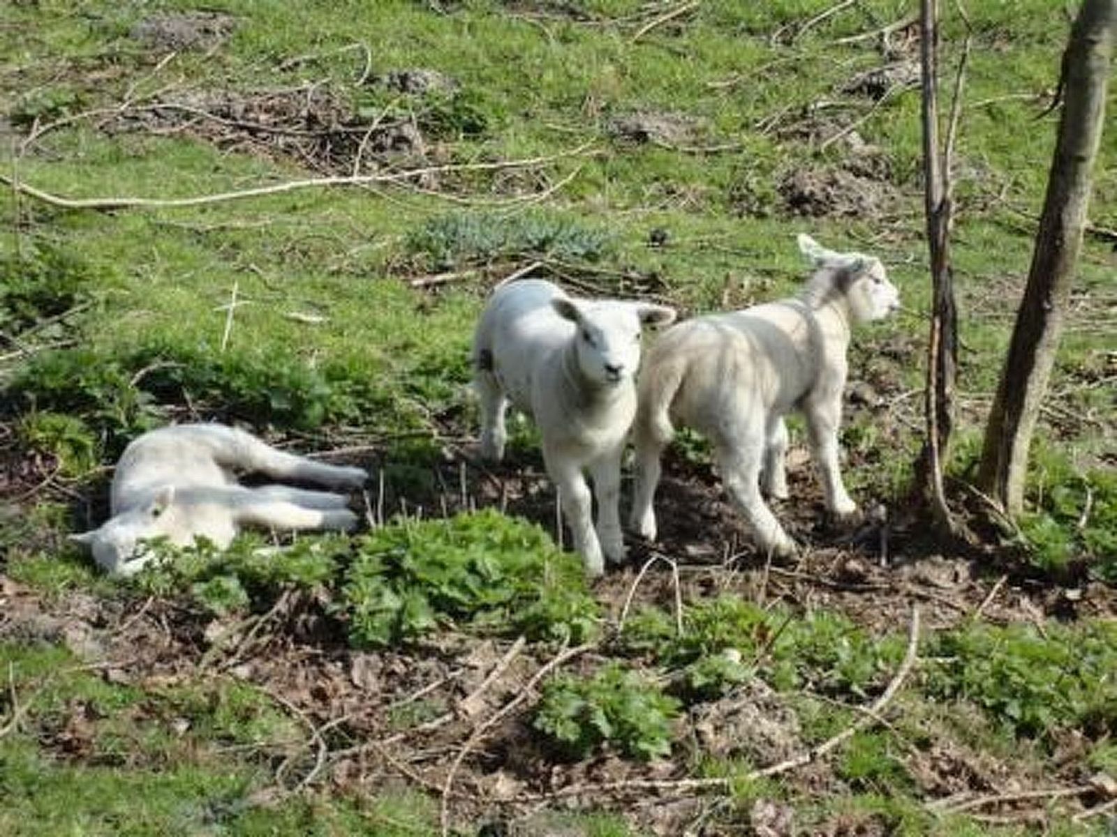 Unterkunft 642502 - Appartement Zuid-Beveland - Appartement Wohnung met terras