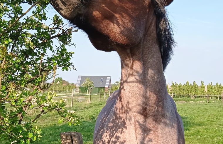 Guest house 642709 - Holiday property Zuid-Beveland - Vakantiehuis in Kwadendamme