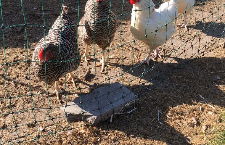 Unterkunft 642902 - Ferienhaus Zuid-Beveland - Huisje in Lewedorp