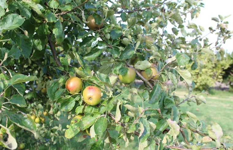 Apple trees in the garden of Cottage in Lewedorp, a natural setting in South Beveland, Zeeland.