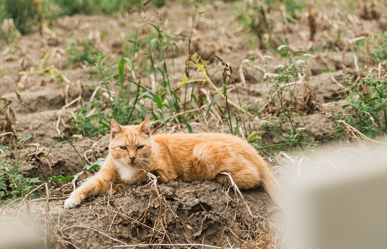 Unterkunft 642904 - Ferienhaus Zuid-Beveland - Vakantiehuisje in Lewedorp